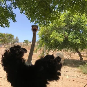  Bauernhof Finca Avestruz Spanien